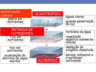 eutrofização
cultural OLIGOTRÓFICO
EUTRÓFICO
pobre em
nutrientes
águas claras
grande penetração
da luz
ENTRADA DE
NUTRIENTES
rico em
nutrientes
turbidez da água
vegetação
aquática submersa
inibida
rico em
nutrientes
acumulação de
detritos de algas
mortas
depleção do
oxigênio dissolvido
peixes, moluscos e
crustáceos
sufocando
 