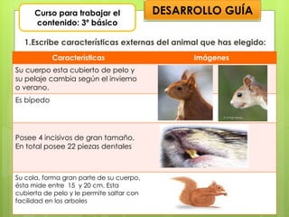 1.Escribe características externas del animal que has elegido: Curso para trabajar el contenido: 3º básico DESARROLLO GUÍA Características Imágenes Su cuerpo esta cubierto de pelo y su pelaje cambia según el invierno o verano. Es bípedo Posee 4 incisivos de gran tamaño, En total posee 22 piezas dentales Su cola, forma gran parte de su cuerpo, ésta mide entre  15  y 20 cm. Esta cubierta de pelo y le permite saltar con facilidad en los arboles 