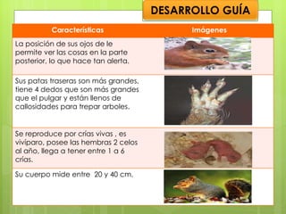 DESARROLLO GUÍA Características Imágenes La posición de sus ojos de le permite ver las cosas en la parte posterior, lo que hace tan alerta. Sus patas traseras son más grandes, tiene 4 dedos que son más grandes que el pulgar y están llenos de callosidades para trepar arboles. Se reproduce por crías vivas , es vivíparo, posee las hembras 2 celos al año, llega a tener entre 1 a 6 crías. Su cuerpo mide entre  20 y 40 cm. 