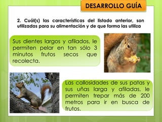 2. Cuál(s) las características del listado anterior, son utilizadas para su alimentación y de que forma las utiliza Sus dientes largos y afilados, le permiten pelar en tan sólo 3 minutos frutos secos que recolecta. Las callosidades de sus patas y sus uñas larga y afiladas, le permiten trepar más de 200 metros para ir en busca de frutos. DESARROLLO GUÍA 