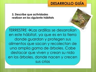 3. Describe que actividades realizan en los siguiente hábitats TERRESTRE   Las ardillas se desarrollan en este hábitat, ya que es en la tierra donde guardan y protegen sus alimentos que sacan y recolectan de una amplia gama de árboles. Cabe destacar que viven y crean su nido en los árboles, donde nacen y crecen sus crías DESARROLLO GUÍA 