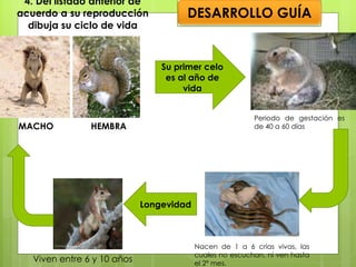 4. Del listado anterior de acuerdo a su reproducción dibuja su ciclo de vida MACHO  HEMBRA Su primer celo es al año de vida Nacen de 1 a 6 crías vivas, las cuales no escuchan, ni ven hasta el 2º mes. Periodo de gestación es de 40 a 60 días Longevidad Viven entre 6 y 10 años DESARROLLO GUÍA 
