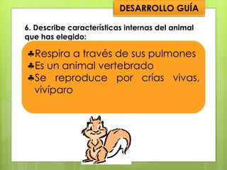 6. Describe características internas del animal que has elegido: Respira a través de sus pulmones Es un animal vertebrado Se reproduce por crías vivas, vivíparo DESARROLLO GUÍA 