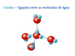 Coesão – ligações entre as moléculas de água
 