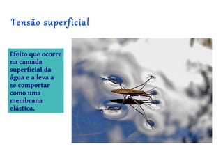 Tensão superficial

Efeito que ocorre
na camada
superficial da
água e a leva a
se comportar
como uma
membrana
elástica.
 