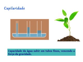 Capilaridade




  Capacidade da água subir em tubos finos, vencendo a
  força da gravidade.
 