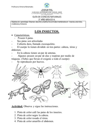 Profesora:XimenaRetamales
COLEGIO SAN PEDRO
“EDUCAR PARA LA VIDA”
HUMILDAD, RESPONSABILIDAD, VERDAD, AMOR
Av. Teniente Merino Correa Nº 4085 * fono fax 574769 * Alto Hospício * Chile
www.colegiosanpedroah.cl
GUÍA DE CIENCIAS NATURALES
2° AÑO BÁSICO A.
Objetivos de aprendizaje:Observar, describiryclasificarlos animalesinvertebradosen: insectos,arácnidos,
crustáceosymoluscos.
LOS INSECTOS.
 Características.
- Poseen 6 patas.
- Sus patas son articuladas
- Cubierta dura, llamada exoesqueleto.
- El cuerpo lo tienen dividido en tres partes: cabeza, tórax y
abdomen.
- En la cabeza tienen un par de antenas.
- Algunos poseen un par de alas y respiran por medio de
tráqueas. (Tubos que llevan el oxigeno a todo el cuerpo)
- Se reproducen por huevos.
Actividad: Observa y sigue las instrucciones.
1. Pinta de color café las patas de los insectos.
2. Pinta de color negro la cabeza.
3. Pinta de color rosado el tórax.
4. Pinta de color amarillo el abdomen.
 