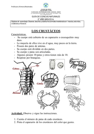 Profesora:XimenaRetamales
COLEGIO SAN PEDRO
“EDUCAR PARA LA VIDA”
HUMILDAD, RESPONSABILIDAD, VERDAD, AMOR
Av. Teniente Merino Correa Nº 4085 * fono fax 574769 * Alto Hospício * Chile
www.colegiosanpedroah.cl
GUÍA DE CIENCIAS NATURALES
2° AÑO BÁSICO A.
Objetivos de aprendizaje:Observar, describiryclasificarlos animalesinvertebradosen: insectos,arácnidos,
crustáceosymoluscos.
LOS CRUSTÁCEOS
Características.
- Su cuerpo está cubierto de un caparazón o exoesqueleto muy
duro.
- La mayoría de ellos vive en el agua, muy pocos en la tierra.
- Poseen dos pares de antenas.
- Su cuerpo está dividido en dos partes.
- Su cuerpo y patas son articuladas.
- Algunos poseen 10 patas y otros tienen más de 10.
- Respiran por branquias.
Actividad: Observa y sigue las instrucciones.
1. Cuenta el número de patas de cada crustáceo.
2. Pinta el caparazón de los crustáceos del color que gustes.
 