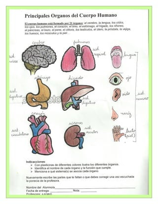 Guía sistemas del cuerpo humano