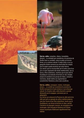 ❙❙❙❙❙❙❙❙                                                            NATURALEZA ❙ NATURE      




      Naturaleza
      Nature

                           Sierras, valles, campiñas, riberas, humedales,
                           olivares... La variedad que caracteriza a la provincia de
                           Sevilla tiene su correlato, como no podía ser de otra
                           forma, en su entorno natural. O mejor dicho, es en su
                           geografía donde comienza esa diversidad tan amplia
                           que el viajero puede encontrar por estas tierras.
                           Las sierras que la circunscriben por el norte y por el sur
                           son un buen exponente del monte mediterráneo, con su
                           fauna y flora autóctonas, mientras que el paso del río
                           Guadalquivir escindiendo el territorio en dos mitades
                           propicia la existencia de paisaje de ribera, campiña y
                           marismas, donde habita con regularidad el
      P N. Sierra Norte
       .                   característico flamenco y otras aves acuáticas.
      P N. Doñana
       .
                           Sierras, vallées, campagne, rivières, marécages,
      Corredor Verde del   oliviers,... La variété qui caractérise la province de
                           Séville correspond en toute évidence à son entourage
      Guadiamar            naturel. En d’autres mots, cette diversité si grande
                           découverte par le voyageur, commence par sa
                           géographie.
                           Les sierras qui entourent la Province du côté nord et du
                           côté sud sont un exemple de colline méditerranéenne,
                           avec leur faune et leur flore autochtone, tandis que le
                           Guadalquivir, qui divise le territoire en deux, permet
                           l’existence de paysages riverains, de campagne et de
                           marécages, dans lesquels le flamenco et d’autres
                           oiseaux aquatiques établissent régulièrement leur
                           habitat.
 