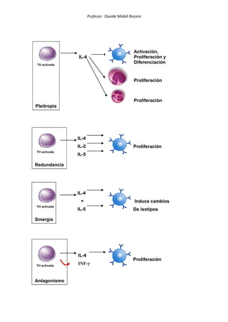 Profesor: Davide Mobili Rocaro
TH activada
IL-4
Activación,
Proliferación y
Diferenciación
Proliferación
Proliferación
Pleitropía
TH activada
IL-4
IL-2
IL-5
Proliferación
Redundancia
TH activada
IL-4
+
IL-5
Induce cambios
De isotipos
Sinergia
TH activada
IL-4
INF-γ
Proliferación
Antagonismo
 