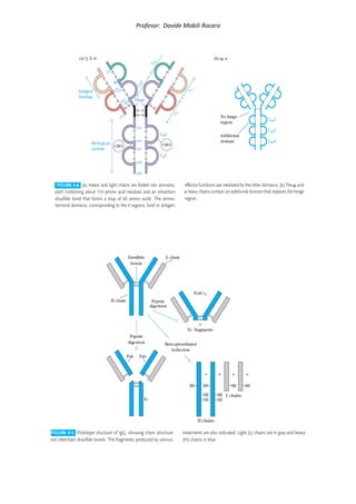 Profesor: Davide Mobili Rocaro
 