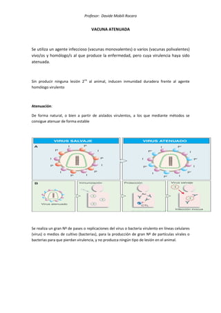 Profesor: Davide Mobili Rocaro
VACUNA ATENUADA
Se utiliza un agente infeccioso (vacunas monovalentes) o varios (vacunas polivalentes)
vivo/os y homólogo/s al que produce la enfermedad, pero cuya virulencia haya sido
atenuada.
Sin producir ninguna lesión 2ria
al animal, inducen inmunidad duradera frente al agente
homólogo virulento
Atenuación:
De forma natural, o bien a partir de aislados virulentos, a los que mediante métodos se
consigue atenuar de forma estable
Se realiza un gran Nº de pases o replicaciones del virus o bacteria virulento en líneas celulares
(virus) o medios de cultivo (bacterias), para la producción de gran Nº de partículas vírales o
bacterias para que pierdan virulencia, y no produzca ningún tipo de lesión en el animal.
 