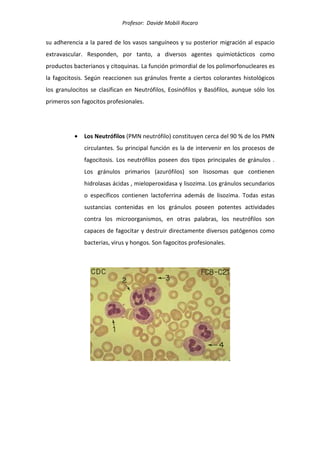 Profesor: Davide Mobili Rocaro
su adherencia a la pared de los vasos sanguíneos y su posterior migración al espacio
extravascular. Responden, por tanto, a diversos agentes quimiotácticos como
productos bacterianos y citoquinas. La función primordial de los polimorfonucleares es
la fagocitosis. Según reaccionen sus gránulos frente a ciertos colorantes histológicos
los granulocitos se clasifican en Neutrófilos, Eosinófilos y Basófilos, aunque sólo los
primeros son fagocitos profesionales.
• Los Neutrófilos (PMN neutrófilo) constituyen cerca del 90 % de los PMN
circulantes. Su principal función es la de intervenir en los procesos de
fagocitosis. Los neutrófilos poseen dos tipos principales de gránulos .
Los gránulos primarios (azurófilos) son lisosomas que contienen
hidrolasas ácidas , mieloperoxidasa y lisozima. Los gránulos secundarios
o específicos contienen lactoferrina además de lisozima. Todas estas
sustancias contenidas en los gránulos poseen potentes actividades
contra los microorganismos, en otras palabras, los neutrófilos son
capaces de fagocitar y destruir directamente diversos patógenos como
bacterias, virus y hongos. Son fagocitos profesionales.
 