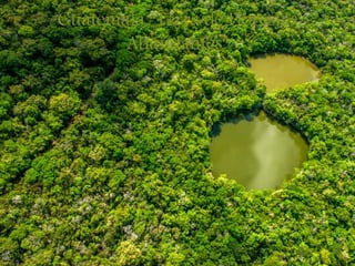 Guatemala “Terra de Florestas
Abundantes”
 