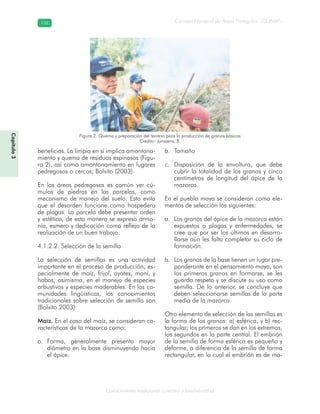 Conocimiento tradicional colectivo y biodiversidad
Consejo Nacional de Áreas Protegidas –CONAP–126126
Capítulo3
beneficios. La limpia en sí implica amontona-
miento y quema de residuos espinosos (Figu-
ra 2), así como amontonamiento en lugares
pedregosos o cercos; Bolvito (2003).
En las áreas pedregosas es común ver cú-
mulos de piedras en las parcelas, como
mecanismo de manejo del suelo. Esto evita
que el desorden funcione como hospedero
de plagas. La parcela debe presentar orden
y estética, de esta manera se expresa armo-
nía, esmero y dedicación como reflejo de la
realización de un buen trabajo.
4.1.2.2. Selección de la semilla
La selección de semillas es una actividad
importante en el proceso de producción, es-
pecialmente de maíz, frijol, ayotes, maní, y
habas; asimismo, en el manejo de especies
arbustivas y especies maderables. En las co-
munidades lingüísticas, los conocimientos
tradicionales sobre selección de semilla son
(Bolvito 2003):
Maíz. En el caso del maíz, se consideran ca-
racterísticas de la mazorca como:
Forma, generalmente presenta mayora.
diámetro en la base disminuyendo hacia
el ápice.
Tamañob.
Disposición de la envoltura, que debec.
cubrir la totalidad de los granos y cinco
centímetros de longitud del ápice de la
mazorca.
En el pueblo maya se consideran como ele-
mentos de selección los siguientes:
Los granos del ápice de la mazorca estána.
expuestos a plagas y enfermedades, se
cree que por ser los últimos en desarro-
llarse aún les falta completar su ciclo de
formación.
Los granos de la base tienen un lugar pre-b.
ponderante en el pensamiento maya, son
los primeros granos en formarse, se les
guarda respeto y se discute su uso como
semilla. De lo anterior, se concluye que
deben seleccionarse semillas de la parte
media de la mazorca.
Otro elemento de selección de las semillas es
la forma de los granos: a) esférica, y b) rec-
tangular; los primeros se dan en los extremos,
los segundos en la parte central. El embrión
de la semilla de forma esférica es pequeño y
deforme, a diferencia de la semilla de forma
rectangular, en la cual el embrión es de ma-
Figura 2. Quema y preparación del terreno para la producción de granos básicos
Crédito: Janssens, B.
 