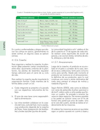 Conocimiento tradicional colectivo y biodiversidad
Consejo Nacional de Áreas Protegidas –CONAP–130130
Capítulo3
En cuanto a enfermedades y plagas que ata-
can los cultivos en asocio, generalmente no
existe control, en algunos casos se aplican
cenizas.
4.1.2.6. Cosecha
Para organizar y realizar la cosecha, la plan-
tación debe presentar ciertas características,
entre ellas: secamiento uniforme de la plan-
tación, las plantas de resiembra requieren
tiempo adicional para el cierre de su ciclo
de vida.
Para realizar la cosecha resulta importante la
organización familiar. Cada miembro de la
familia debe cumplir un rol:
Cada integrante se presenta a la parcelaa.
con sus respectivos instrumentos de tra-
bajo.
El ama de casa tiene como responsabili-b.
dad la alimentación.
Los niños también colaboran en la cose-c.
cha del maíz, corte de frijol, maní y ayotes,
cuya producción depende de la cosecha
de flores, hojas (preparación de boshbo-
les) y brotes apicales (puntas de ayote).
La comunidad lingüística achi’ celebra el día
de la cosecha el 15 de agosto de cada año.
Se realizan actos espirituales de acción de
gracias, y se cocinan elotes, tamalitos de elo-
te, elotascas y atol de elote.
4.1.2.7. Almacenamiento
Luego de la cosecha, el producto es acumu-
lado en el patio o corredor de la casa, don-
de se seca y selecciona, tanto para consumo
como para semilla. Desde este momento el
productor se involucra en el almacenamien-
to definitivo de sus productos, para lo cual
construye una cama a veinte centímetros del
suelo para prevenir el ataque de mohos y
roedores (Figura 5).
Según Bolvito (2003), esta cama se elabora
con varas de patascoba (Luehea speciosa) o
de tanil4
, sobre cuatro a ocho postes que for-
man un cuadro. Se procede a amarrar las
varas sin dejar espacios. De manera paralela
a los postes se colocan varas con el fin de
formar otra pared que sirva de sostén. Una
es la cara del cuadro, donde se realiza el or-
denamiento de las mazorcas.
Al ordenar las mazorcas se procura que éstas
sigan un patrón opuesto en cuanto a base y
Cuadro 4. Variedades de granos básicos (maíz, frijoles, ayotes) existentes en la comunidad lingüística achi’,
por período de siembra-cosecha
Fuente: Elaboración propia
 