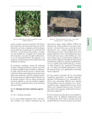 Conocimiento tradicional colectivo y biodiversidad
Consejo Nacional de Áreas Protegidas –CONAP– 131
Capítulo3
punta, es decir, que se encuentren. Al colocar
dos mazorcas con las puntas hacia la misma
dirección, se crea un espacio entre las bases,
que puede ser ocupado por la punta de otra
mazorca, y entre las puntas queda un espa-
cio que puede ser ocupado por la base de
otra mazorca. La razón de este ordenamien-
to es el aprovechamiento del espacio y no
propiciar condiciones para el anidamiento de
roedores e insectos.
El productor recolecta ramas de salsicate
(Croton ciliatoglanduliferus), planta que tiene
un efecto repelente sobre insectos y roedores.
A cada capa de entre quince y veinte centí-
metros se coloca esta especie en puntos clave
(esquinas, extremos y centro), luego se proce-
de nuevamente al ordenamiento descrito en
el párrafo anterior. No se utilizan productos
químicos debido a que los residuos vegeta-
les se utilizan posteriormente como alimento
para animales.
4.1.3. Manejo de otros sistemas agríco-
las
4.1.3.1. Huertos frutícolas
En la comunidad lingüística achi’, las fami-
lias cuentan con huertos frutícolas que se
denominan vegas. Según Teletor (1955), las
especies de mayor presencia en estos huer-
tos son: naranja (Citrus sp.), caña de azúcar
(Saccharum sp.), mango (Manguifera sp.),
chile (Capsicum spp.), nance (Byrsonima sp.),
güisquil (Sechium sp.), ñame (Dioscorea sp.),
anona (Annona spp.), café (Coffea sp.), ba-
nano (Musa spp.), sunsa (Licania platipus), y
para sombra especies del género Inga como
machetones, paternas, cuxines, zapote (Poute-
ria sp.), madre cacao (Gliricidia sp.), manza-
na rosa (Eugenia sp.), guapinol (Hymenaea
sp.). En esta comunidad sobresale el cultivo
de naranja (Citrus sp.), destinado al mercado
local y regional.
En los huertos frutícolas de la comunidad
lingüística poqomchi’ es posible observar:
pacayas (Chamaedoria sp.), guayabas (Ps-
ydium sp.), aguacates (Persea sp.), plantas
ornamentales, anonas (Annona sp.), bana-
nos (Musa spp.), higuerillo (Ricinus sp.), mora
(Rubus sp.), güisquil (Sechium sp.). El princi-
pal cultivo es la pacaya, destinada al merca-
do local y regional.
En los huertos frutícolas de la comunidad lin-
güística achi’ se destinan extensiones para
la siembra de maíz, frijol y forrajes como el
zacatón (Panicum maximun) para uso animal.
Figura 4. Aplicación de residuos vegetales al suelo
Crédito: Bolvito, J.
Figura 5. Almacenamiento de maíz, comunidad
lingüística achi’. Crédito: Bolvito, J.
 