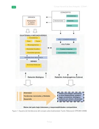 Prólogo
Consejo Nacional de Áreas Protegidas –CONAP–1616
Retos del país bajo intereses y responsabilidades compartidos
ORIGEN
CONCEPTO
Biodiversidad
Ecosistemas
Especies
Genes
Biogeografía
e historia
geológica
Amenazas
Tendencias nacionales y Globales
Desarrollo
Visión que integra relaciones
a nivel institucional, político,
legal, económico, biológico,
cultural con miras a dinamizar
“desarrollo local y nacional”
GUATEMALA MEGADIVERSO
Relación Biológica Relación Antropogénica-Cultural
CULTURA
Pueblos Indígenas
Conocimiento Tradicional
USO Y CONSERVACION
Ecosistemas
Flora Fauna
Microorganismos
Diversidad Acuática
GENES
Diversidad Molecular
Diversidad agrícola
VARIABILIDAD BIOLOGICA
Figura 1. Esquema de Interrelaciones del concepto sobre biodiversidad. Fuente: Elaboración OTECBIO (2008)
 