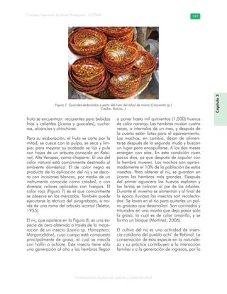 Conocimiento tradicional colectivo y biodiversidad
Consejo Nacional de Áreas Protegidas –CONAP– 147
Capítulo3
fruto se encuentran: recipientes para bebidas
frías y calientes (jícaras y guacales), cucha-
ras, alcancías y chinchines.
Para su elaboración, el fruto se corta por la
mitad, se cuece con la pulpa, se seca y lim-
pia; para mejorar su acabado se lija y pule
con hojas de un arbusto conocido en Rabi-
nal, Alta Verapaz, como chaparro. El uso del
color natural está comúnmente destinado al
ambiente doméstico. El de color negro es
producto de la aplicación del nij y se deco-
ra con incisiones blancas, por medio de un
instrumento conocido como cotobal, o con
diversos colores aplicados con hisopos. El
color rojo (Figura 7) es el que comúnmente
se observa en los mercados. También puede
ejecutarse la técnica del pirograbado, a tra-
vés de una rama del arbusto ixcanal (Teletor,
1955).
El nij, que aparece en la Figura 8, es una es-
pecie de cera obtenida a través de la mace-
ración de un insecto (Laveia sp. Homoptera;
Margarodidae), cuyo cuerpo está compuesto
principalmente de grasa, el cual se mezcla
con hollín o achiote. Este insecto tiene sólo
una generación al año y las hembras llegan
a poner hasta mil quinientos (1,500) huevos
de color naranja. Las hembras mudan cuatro
veces, a intervalos de un mes, y después de
la cuarta están listas para el apareamiento.
Los machos, en cambio, dejan de alimen-
tarse después de la segunda muda y buscan
un lugar para encapullarse. A los dos meses
emergen con alas. En esta condición viven
pocos días, ya que después de copular con
la hembra mueren. Los machos son aproxi-
madamente el 10% de la población de estos
insectos. Para obtener el nij, se guardan en
jícaras las hembras más grandes. Después
del primer aguacero los huevos explotan y
las larvas se colocan al pie de los árboles.
Durante el invierno se alimentan y al final de
la época lluviosa los insectos son recolecta-
dos. Se lavan en el río para quitarles un pol-
vo grasoso que desarrollan. Son cocinados y
triturados en una manta que deja pasar solo
la grasa, la cual es de color amarillo, y se
forma un bloque (Martínez, 2006).
El cultivo del nij es una actividad de viven-
cia cotidiana del pueblo achi’ de Rabinal. La
conservación de esta especie en la naturale-
za y su práctica contribuyen a la interacción
familiar y a la generación de ingresos, por lo
Figura 7. Guacales elaborados a partir del fruto del árbol de morro (Crescentia sp.)
Crédito: Bolvito, J.
 
