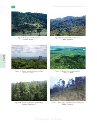 Diversidad de ecosistemas en Guatemala
Consejo Nacional de Áreas Protegidas –CONAP–210210
Capítulo4
Figura 12. Bosque húmedo subtropical cálido.
Crédito: Azurdia, C.
Figura 10. Bosque húmedo montano.
Crédito: Azurdia, C.
Figura 11. Bosque húmedo montano bajo.
Crédito: Azurdia, C.
Figura 13. Bosque muy húmedo tropical.
Crédito: CONAP
Figura 14. Bosque muy húmedo montano bajo.
Crédito: Castañeda, C.
Figura 15. Bosque muy húmedo montano subtropical.
Crédito: Azurdia, C.
 
