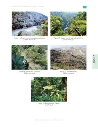 Diversidad de ecosistemas en Guatemala
Consejo Nacional de Áreas Protegidas –CONAP– 211
Capítulo4
Figura 16. Bosque muy húmedo subtropical cálido
Crédito: Azurdia, C.
Figura 17. Bosque muy húmedo subtropical frío
Crédito: Perez, G.
Figura 18. Bosque seco subtropical
Crédito: Montes, L.
Figura 19. Monte espinoso
Crédito: Montes, L.
Figura 20. Bosque pluvial. Crédito:
Castañeda, C.
 