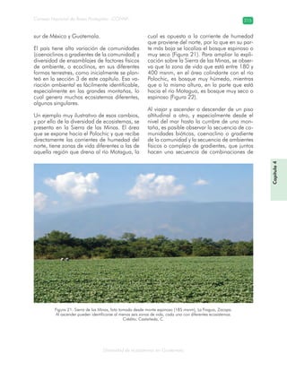 Diversidad de ecosistemas en Guatemala
Consejo Nacional de Áreas Protegidas –CONAP– 215
sur de México y Guatemala.
El país tiene alta variación de comunidades
(coenoclinos o gradientes de la comunidad) y
diversidad de ensamblajes de factores físicos
de ambiente, o ecoclinos, en sus diferentes
formas terrestres, como inicialmente se plan-
teó en la sección 3 de este capítulo. Esa va-
riación ambiental es fácilmente identificable,
especialmente en las grandes montañas, lo
cual genera muchos ecosistemas diferentes,
algunos singulares.
Un ejemplo muy ilustrativo de esos cambios,
y por ello de la diversidad de ecosistemas, se
presenta en la Sierra de las Minas. El área
que se expone hacia el Polochic y que recibe
directamente las corrientes de humedad del
norte, tiene zonas de vida diferentes a las de
aquella región que drena al río Motagua, la
cual es opuesta a la corriente de humedad
que proviene del norte, por lo que en su par-
te más baja se localiza el bosque espinoso o
muy seco (Figura 21). Para ampliar la expli-
cación sobre la Sierra de las Minas, se obser-
va que la zona de vida que está entre 180 y
400 msnm, en el área colindante con el río
Polochic, es bosque muy húmedo, mientras
que a la misma altura, en la parte que está
hacia el río Motagua, es bosque muy seco o
espinoso (Figura 22).
Al viajar y ascender o descender de un piso
altitudinal a otro, y especialmente desde el
nivel del mar hasta la cumbre de una mon-
taña, es posible observar la secuencia de co-
munidades bióticas, coenoclino o gradiente
de la comunidad y la secuencia de ambientes
físicos o complejo de gradientes, que juntos
hacen una secuencia de combinaciones de
Capítulo4
Figura 21. Sierra de las Minas, foto tomada desde monte espinoso (185 msnm), La Fragua, Zacapa.
Al ascender pueden identificarse al menos seis zonas de vida, cada una con diferentes ecosistemas.
Crédito: Castañeda, C.
 
