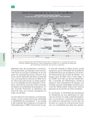Diversidad de ecosistemas en Guatemala
Consejo Nacional de Áreas Protegidas –CONAP–216216
Capítulo4
diferentes tipos de ecosistemas o ecoclinos.
Es impresionante, por ejemplo, hacer el reco-
rrido hacia el conjunto montañoso en el cual
yacen los volcanes Tajumulco y Tacaná. Si se
inicia a partir del Puerto de Ocós, al nivel del
mar, y se asciende en vehículo a 3,500 msnm
en menos de cuatro horas, en áreas superio-
res a los poblados de San Sebastián o Ixchi-
guán, cerca de los conos de ambos volcanes,
se observa la variabilidad de ecosistemas. En
ese recorrido fácilmente se identifican seis
zonas de vida, con muchos ecosistemas en
cada una de ellas.
La sierra de los Cuchumatanes, en Huehuete-
nango, es otra muestra de la gran diversidad
y variabilidad de ecosistemas. Si se accede
a ella subiendo de la cabecera municipal de
Huehuetenango (1,800 msnm) hacia la par-
te más alta ubicada en Todos Santos, puede
apreciarse que la diversidad de ecosistemas
es diferente de la que se observa si se ascien-
de directamente por el lado de Nentón, con
bosque seco de 600 msnm, hasta llegar a
los 3,000 msnm del mar de San Mateo Ixta-
tán, o ascender por Yalambojoch, donde se
observan otros ecosistemas de bosque muy
húmedo y pluvial, hasta llegar al mismo pun-
to de San Mateo Ixtatán (Figura 23). Muchos
ejemplos se encuentran en otras montañas.
En conclusión, la diversidad de ecosistemas
en Guatemala es muy significativa en rela-
ción con el área. En cada unidad de clasifica-
ción se encuentran numerosos ecosistemas,
los cuales se incrementarían mucho más si se
tomaran en cuenta las intervenciones huma-
nas y la variabilidad que éstas han genera-
Figura 22. Ejemplo de la diversidad de zonas de vida, y ecosistemas, en una parte de la sierra de
las Minas. (Modelo elaborado por César Castañeda para trabajo aún no publicado de Defensores
de la Naturaleza, Guatemala, que autorizó su utilización)
 