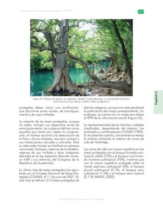 Diversidad de ecosistemas en Guatemala
Consejo Nacional de Áreas Protegidas –CONAP– 219
protegidas deben incluir una zonificación,
que discrimine zonas núcleo, de amortigua-
miento y de usos múltiples.
La mayoría de las áreas protegidas, aunque
no todas, incluyen sus respectivas zonas de
amortiguamiento, las cuales se definen como
aquellas que tienen por objeto la conserva-
ción, el manejo racional y la restauración de
la flora y fauna silvestres, recursos conexos y
sus interacciones naturales y culturales. Para
su adecuado manejo se clasifican en parques
nacionales, biotopos, reservas de la biósfera,
reservas de uso múltiple y otras categorías
definidas en la ley respectiva (Decreto núme-
ro 4-89 y sus reformas del Congreso de la
República de Guatemala).
La última lista de áreas protegidas fue apro-
bada por el Consejo Nacional de Áreas Pro-
tegidas (CONAP), el 11 de junio de 2007. En
esta lista se definen 213 áreas protegidas de
distinta categoría, aunque aún está pendiente
la publicación del mapa correspondiente. Sin
embargo, se cuenta con un mapa que ofrece
el 99% de la información actual (Figura 25).
La representatividad de las distintas unidades
clasificadas, dependiendo del sistema, fue
analizada y cuantificada por CONAP (1999).
En el presente capítulo, únicamente se realiza
el análisis utilizando el sistema de zonas de
vida de Holdridge.
Las zonas de vida con mayor superficie en las
áreas protegidas son el bosque húmedo sub-
tropical cálido (73%) y el bosque muy húme-
do montano subtropical (70%), mientras que
con la menor superficie protegida están el
monte espinoso subtropical (0%), el bosque
pluvial subtropical (0.7%), el bosque seco
subtropical (1.5%) y el bosque seco tropical
(2.7 %) (MAGA, 2002).
Figura 24. Bosque de galería, río Lagartero, Nentón, Huehuetenango, con ahuehuete (Taxodium
mucronatum) en sus riberas. Crédito: Pérez Irungaray, G.
Capítulo4
 