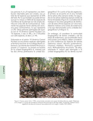 236
Diversidad faunística de Guatemala
Consejo Nacional de Áreas Protegidas –CONAP–
Capítulo5
Los patrones 4, 6 y 8 representan una distri-
bución intermedia pero aún amplia, con un
total de 42 especies que representan el 22%
del total. Por lo que también se puede afirmar
que por lo menos un 86% de las especies de
mamíferos de Guatemala son de amplia dis-
tribución (más allá de Centroamérica). Sola-
mente tres especies tienen distribución exclu-
siva para Centroamérica, lo que representa
un 2%. Otros patrones restringidos de rique-
za son el 10 (América Central Nuclear) con
16 especies, o sea un 8%, y el 11(Yucatán)
con siete especies, es decir, un 4%.
Solamente en el patrón 10 (América Central
Nuclear) se encuentran especies restringidas
al territorio nacional: el murciélago Myotis co-
banensis, los ratones de montaña Peromyscus
grandis y P. mayensis. La primera se localiza
en la unidad biogeográfica II, mientras que
las dos últimas pertenecena la unidad bio-
geográfica I. En cuanto al tipo de vegetación,
el primero se encuentra en el arco húmedo
de las selvas altas siempre verdes; los segun-
dos en las selvas medianas siempre verdes de
tierras templadas (Figura 2). Considerando el
traslape en las áreas geográficas de distribu-
ción de estas últimas especies con otros taxa,
deberían tratarse como áreas de endemismo
a las aquí denominadas como unidades bio-
geográficas I y II (Figura 1).
Sin embargo, al considerar la continuidad
biogeográfica de dichas unidades y de las
áreas de endemismo, que se extienden hacia
otros países como México, deben considerar-
se como endémicas las especies de ratones
Heteromys nelsoni, Microtus guatemalensis,
Oryzomys rhabdops, Peromyscus guatemal-
ensis, Reithrodontomys tenuirostris. De ellos,
solamente H. nelsoni está restringido a la
unidad biogeográfica IV, los demás ocurren
Figura 3. Tayassu pecari (Link, 1795), comúnmente conocido como pecarí de labios blancos, jabalí. Obsérvese
en la imagen a un grupo de animales en el Parque Nacional Laguna del Tigre, Petén, Guatemala. Nótese la típica
vegetación de selvas de transición que predominan en la región. Crédito: WCS (2004)
 