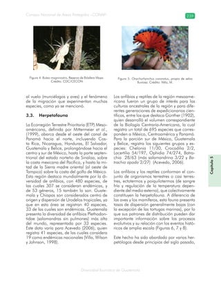 Diversidad faunística de Guatemala
Consejo Nacional de Áreas Protegidas –CONAP– 239
Capítulo5
al vuelo (murciélagos y aves) y el fenómeno
de la migración que experimentan muchas
especies, como ya se mencionó.
3.3. Herpetofauna
La Ecorregión Terrestre Prioritaria (ETP) Meso-
américana, definida por Mittermeier et al.,
(1999), abarca desde el oeste del canal de
Panamá hacia el norte, incluyendo Cos-
ta Rica, Nicaragua, Honduras, El Salvador,
Guatemala y Belice, prolongándose hacia el
centro y sur de México, hasta la parte septen-
trional del estado norteño de Sinaloa, sobre
la costa mexicana del Pacífico, y hasta la mi-
tad de la Sierra madre oriental (al oeste de
Tampico) sobre la costa del golfo de México.
Esta región destaca mundialmente por la di-
versidad de anfibios, con 480 especies, de
las cuales 307 se consideran endémicas, y
de 53 géneros, 15 también lo son. Guate-
mala y Chiapas son considerados centro de
origen y dispersión de Urodelos tropicales, ya
que en esta área se registran 40 especies,
33 de las cuales son endémicas. Guatemala
presenta la diversidad de anfibios Plethodon-
tidae (salamandras sin pulmones) más alta
del mundo, representada por 33 especies.
Este dato varía para Acevedo (2006), quien
registra 41 especies, de las cuales considera
19 como endémicas nacionales (Villa, Wilson
y Johnson, 1998).
Los anfibios y reptiles de la región mesoame-
ricana fueron un grupo de interés para las
culturas ancestrales de la región y para dife-
rentes generaciones de expedicionarios cien-
tíficos, entre los que destaca Günther (1902),
quien desarrolló el volumen correspondiente
de la Biología Centraría-Americana, la cual
registra un total de 695 especies que corres-
ponden a México, Centroamérica y Panamá.
Para la porción sur de México, Guatemala
y Belice, registra los siguientes grupos y es-
pecies: Chelonia 11/30, Crocodilia 2/2,
Lacertilia 54/197, Ophidia 74/274, Batra-
chia 28/63 (más salamandrina 3/22 y Ba-
trachia apoda 2/27) (Acevedo, 2006).
Los anfibios y los reptiles conforman el con-
junto de organismos terrestres o casi terres-
tres, ectotermos y poiquilotermos (de sangre
fría y regulación de la temperatura depen-
diente del medio externo), que colectivamente
constituyen la herpetofauna. A diferencia de
las aves y los mamíferos, esta fauna presenta
tasas de dispersión generalmente bajas (con
la excepción de las tortugas marinas), por lo
que sus patrones de distribución pueden dar
importante información sobre los procesos
evolutivos y su relación con los eventos histó-
ricos de amplia escala (Figuras 6, 7 y 8).
Este hecho ha sido abordado por varios her-
petólogos desde principios del siglo pasado,
Figura 4. Buteo magnirostris, Reserva de Biósfera Maya.
Crédito: CDC/CECON
Figura 5. Onychorhynchus coronatus, propio de selva
lluviosa. Crédito: Véliz, M.
 