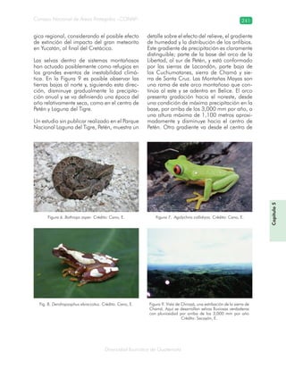 Diversidad faunística de Guatemala
Consejo Nacional de Áreas Protegidas –CONAP– 241
Capítulo5
gica regional, considerando el posible efecto
de extinción del impacto del gran meteorito
en Yucatán, al final del Cretácico.
Las selvas dentro de sistemas montañosos
han actuado posiblemente como refugios en
los grandes eventos de inestabilidad climá-
tica. En la Figura 9 es posible observar las
tierras bajas al norte y, siguiendo esta direc-
ción, disminuye gradualmente la precipita-
ción anual y se va definiendo una época del
año relativamente seca, como en el centro de
Petén y Laguna del Tigre.
Un estudio sin publicar realizado en el Parque
Nacional Laguna del Tigre, Petén, muestra un
detalle sobre el efecto del relieve, el gradiente
de humedad y la distribución de los anfibios.
Este gradiente de precipitación es claramente
distinguible; parte de la base del arco de la
Libertad, al sur de Petén, y está conformado
por las sierras de Lacandón, parte baja de
los Cuchumatanes, sierra de Chamá y sie-
rra de Santa Cruz. Las Montañas Mayas son
una rama de este arco montañoso que con-
tinúa al este y se adentra en Belice. El arco
presenta gradación hacia el noreste, desde
una condición de máxima precipitación en la
base, por arriba de los 3,000 mm por año, a
una altura máxima de 1,100 metros aproxi-
madamente y disminuye hacia el centro de
Petén. Otro gradiente va desde el centro de
Figura 6. Bothrops asper. Crédito: Cano, E. Figura 7. Agalychnis callidryas. Crédito: Cano, E.
Fig. 8. Dendropsophus ebraccatus. Crédito: Cano, E. Figura 9. Vista de Chinajá, una estribación de la sierra de
Chamá. Aquí se desarrollan selvas lluviosas verdaderas
con pluviosidad por arriba de los 3,000 mm por año
Crédito: Sacayón, E.
 