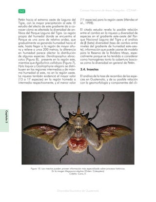 242
Diversidad faunística de Guatemala
Consejo Nacional de Áreas Protegidas –CONAP–
Capítulo5
Petén hacia el extremo oeste de Laguna del
Tigre, con la mayor precipitación al este. El
estudio del efecto de este gradiente da a co-
nocer cómo es afectada la diversidad de an-
fibios del Parque Laguna del Tigre. La región
propia del humedal donde se encuentra el
Parque es una zona de relativa aridez, que
gradualmente va ganando humedad hacia el
este, hasta llegar a la región de mayor altu-
ra y relieve a unos 200 metros; la diferencia
en humedad parece afectar la distribución
de algunas especies: Dendropsophus ebrac-
catus (Figura 8), presente en la región este,
mientras que Agallychnis callidryas (Figura 7),
Hyla loquax y Gastrophryne elegans se distri-
buyen en las regiones intermedias y de máxi-
ma humedad al este, no en la región oeste.
La riqueza también evidenció el mayor valor
(13 a 17 especies) en la región húmeda a
intermedia respectivamente, y el menor valor
(11 especies) para la región oeste (Méndez et
al., 1998).
El citado estudio revela la posible relación
entre el cambio en la riqueza y diversidad de
especies en el gradiente este-oeste del Par-
que Nacional Laguna del Tigre y el análisis
de β (beta) diversidad (tasa de cambio entre
niveles del gradiente de humedad este-oes-
te); información que puede usarse de modelo
para la Reserva de la Biósfera Maya, espe-
cialmente porque se ha tendido a considerar
como homogénea tanto la cobertura bosco-
sa como la diversidad en general de Petén.
3.4. Insectos
El análisis de la tasa de recambio de las espe-
cies en Guatemala, y de su posible relación
con la geomorfología y componentes del cli-
Figura 10. Los insectos pueden proveer información más especializada sobre procesos históricos.
En la imagen Megasoma elephas (Orden: Coleoptera)
Crédito: Cano, E.
 