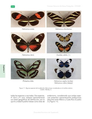 244
Diversidad faunística de Guatemala
Consejo Nacional de Áreas Protegidas –CONAP–
Capítulo5
todas las especies o casi todas. Dos especies,
H. doris y H. sara, solapan aparentemente
sus áreas geográficas de distribución, por lo
que la unidad II podría tratase como área de
endemismo, considerando que ambas espe-
cies presentan aparentemente poblaciones
disyuntas entre México y Costa Rica (Cuadro
3 y Figura 11).
Heliconius erato Heliconius charitonius
Heliconius doris Eueides vibilia ♂♀
Philaetria dido Heliconius sapho (arriba)
Heliconius cidno (abajo)
Figura 11. Algunas especies de la subfamilia Heliconiinae consideradas en el análisis anterior.
Crédito: Méndez, C.
 