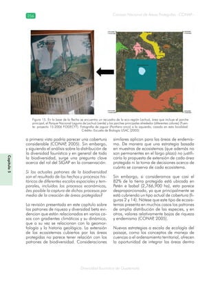 256
Diversidad faunística de Guatemala
Consejo Nacional de Áreas Protegidas –CONAP–
Capítulo5
a primera vista podría parecer una cobertura
considerable (CONAP, 2005). Sin embargo,
y siguiendo el análisis sobre la distribución de
la diversidad faunística y en general de toda
la biodiversidad, surge una pregunta clave
acerca del rol del SIGAP en la conservación:
Si los actuales patrones de la biodiversidad
son el resultado de los hechos y procesos his-
tóricos de diferentes escalas espaciales y tem-
porales, incluidos los procesos económicos,
¿es posible la captura de dichos procesos por
medio de la creación de áreas protegidas?
La revisión presentada en este capítulo sobre
los patrones de riqueza y diversidad beta evi-
dencian que están relacionados en varios ca-
sos con gradientes climáticos y su dinámica,
que a su vez se relacionan con la geomor-
fología y la historia geológica. La extensión
de los ecosistemas cubiertos por las áreas
protegidas no parece tener relación con los
patrones de biodiversidad. Consideraciones
similares aplican para las áreas de endemis-
mo. De manera que una estrategia basada
en muestras de ecosistemas (que además no
son permanentes en el largo plazo) no justifi-
caría la propuesta de extensión de cada área
protegida ni la toma de decisiones acerca de
cuánto se conserva de cada ecosistema.
Sin embargo, si consideramos que casi el
82% de la tierra protegida está ubicada en
Petén e Izabal (2,766,900 ha), esto parece
desproporcionado, ya que principalmente se
está cubriendo un tipo actual de cobertura (fi-
guras 2 y 14). Nótese que este tipo de ecosis-
temas presenta en muchos casos los patrones
de amplia distribución de las especies, y en
otros, valores relativamente bajos de riqueza
y endemismo (CONAP, 2005).
Nuevas estrategias a escala de ecología del
paisaje, como los conceptos de manejo de
cuencas o el ordenamiento territorial, ofrecen
la oportunidad de integrar las áreas dentro
Figura 15. En la base de la flecha se encuentra un recuadro de la eco-región Lachuá, área que incluye el parche
principal, el Parque Nacional Laguna de Lachuá (verde) y los parches principales alrededor (diferentes colores) (Fuen-
te: proyecto 15-2006 FODECYT). Fotografía de jaguar (Panthera onca) a la izquierda, cazado en esta localidad.
Crédito: Escuela de Biología USAC (2005)
 