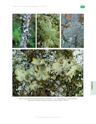 Diversidad florística de Guatemala
Consejo Nacional de Áreas Protegidas –CONAP– 269
Figura 3. Ejemplos de líquenes presentes en Guatemala. 1. y 2. Liquen folioso; 3. Liquen fruticoso
(Usnea sp.) 4. Liquen crustoso en corteza de árbol. Crédito: Véliz, M.
Capítulo6
 