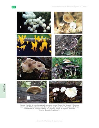 272
Diversidad florística de Guatemala
Consejo Nacional de Áreas Protegidas –CONAP–
Capítulo6
Figura 4. Ejemplos de macrohongos de la ecorregión Lachúa, Cobán, Alta Verapaz. 1. Coprinuss
dissimatus, 2. Polyborus tricholoma, 3. Dacryophanix spathularia, 4. Earliella scabrosa, 5. Trogia
canthareloides, 6. Psilocybe cubensis, 7. Coriolopsis byrcina, 8. Polyborus tenuiculus.
Crédito: Quezada, M. y López, R.
 