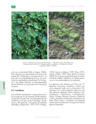 274
Diversidad florística de Guatemala
Consejo Nacional de Áreas Protegidas –CONAP–
Capítulo6
y el uso ornamental (Véliz y Vargas, 2006).
Otra especie con alta presión humana es la
calaguala (Phlebodium pseudoaureum), ya
que, por sus propiedades químicas, sus rizo-
mas son exportados actualmente. En la Figu-
ra 7, se puede observar la heterogeneidad
de los helechos y su abundancia en bosques
nubosos.
3.7. Coníferas
Las coníferas representan un grupo dominan-
te y conspicuo en los lugares donde habitan,
incluyendo Guatemala. La diversidad de las
coníferas en el país es de 9 familias, 16 gé-
neros y 58 especies, incluyendo 29 exóticas
(Standley y Steyermark, 1947-1977; Phillips,
1978; Zanoni y Adams, 1979; Perry, 1991;
Farjon y Styles, 1997; Véliz, Barrios y Dávila,
2006). Es un grupo importante para la indus-
tria de la madera. Debido a su follaje peren-
ne son muy apreciadas en la jardinería.
Los géneros más diversos son Pinus con 17
especies, Cupressus, Juniperus y Zamia con
cinco especies cada uno, y Araucaria y Po-
docarpus con cuatro especies cada uno. Los
diez géneros restantes, Abies, Agathis, Cha-
maecyparis, Cryptomeria, Cunninghamia,
Dioon, Ginkgo, Sequoia, Taiwania, Taxodium
y Taxus, presentan solamente una especie; de
ellas, Abies, Taxus y Taxodium son especies
nativas para Guatemala. La Figura 8 muestra
algunos ejemplos.
Figura 5. Ejemplos de hepáticas de Guatemala. 1. Hepática terrestre, de lugares muy
húmedos (Marchantia sp.). 2. Hepática epífita, creciendo en la corteza de un árbol.
Fotografías: Véliz, M. (2007)
 