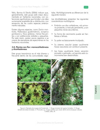 Diversidad florística de Guatemala
Consejo Nacional de Áreas Protegidas –CONAP– 275
Véliz, Barrios & Dávila (2006) indican que,
generalmente, este grupo está mejor docu-
mentado en herbarios nacionales, con co-
lecciones significativas que brindan una idea
sumamente aceptable de su distribución, con
excepción de las cuatro especies anterior-
mente indicadas.
Existen algunas especies, como Zamia mon-
ticola, Podocarpus guatemalensis, Juniperus
gamboana y Taxus globosa, menos frecuen-
tes y con poblaciones aisladas y pequeñas.
Por esta razón, existen pocos registros o se
carece de ejemplares de especímenes en los
herbarios nacionales.
3.8. Plantas con flor: monocotiledóneas
y dicotiledóneas
Este grupo taxonómico es el más diverso y
frecuente dentro de las comunidades vege-
tales. Morfológicamente se diferencian de la
siguiente manera:
Las dicotiledóneas presentan las siguientes
características morfológicas:
Embrión con dos cotiledones, raíz prima-•
ria pivotante, a menudo persistente, y con
pequeñas raíces secundarias.
Su forma de crecimiento puede ser her-•
bácea o leñosa.
Su polen es básicamente tricolpado.•
Su sistema vascular posee usualmente•
haces vasculares con cambium presente.
Las hojas usualmente tienen venación•
pinnada o palmada, y el pecíolo está co-
múnmente bien desarrollado.
Figura 6. Ejemplos de musgos de Guatemala. 1. Musgo terrestre de lugares húmedos. 2. Musgo
terrestre de áreas húmedas. 3. Prionodon sp, musgos epífitos que crecen dentro de los bosques nubosos.
Crédito: Véliz, M.
Capítulo6
 