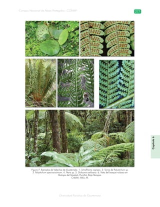Diversidad florística de Guatemala
Consejo Nacional de Áreas Protegidas –CONAP– 277
Figura 7. Ejemplos de helechos de Guatemala. 1. Schaffneria nigripes. 2. Soros de Polystichum sp.
3. Polystichum speciosissimum. 4. Pteris sp. 5. Dicksonia selloana. 6. Vista del bosque nuboso en
Biotopo del Quetzal, Purulhá, Baja Verapaz.
Crédito: Véliz, M.
Capítulo6
 