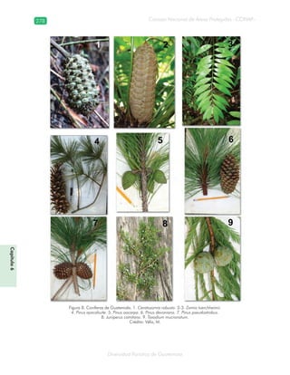 278
Diversidad florística de Guatemala
Consejo Nacional de Áreas Protegidas –CONAP–
Capítulo6
Figura 8. Coníferas de Guatemala. 1. Ceratozamia robusta. 2-3. Zamia tuerchheimii.
4. Pinus ayacahuite. 5. Pinus oocarpa. 6. Pinus devoniana. 7. Pinus pseudostrobus.
8. Juniperus comitana. 9. Taxodium mucronatum.
Crédito: Véliz, M.
 