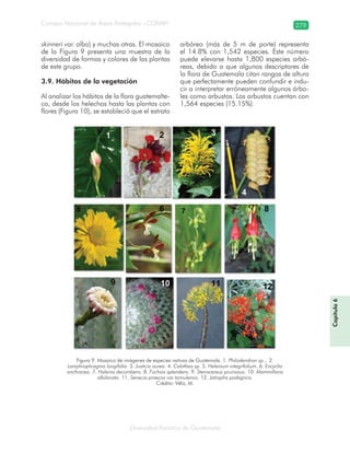 Diversidad florística de Guatemala
Consejo Nacional de Áreas Protegidas –CONAP– 279
Capítulo6
skinneri var. alba) y muchas otras. El mosaico
de la Figura 9 presenta una muestra de la
diversidad de formas y colores de las plantas
de este grupo.
3.9. Hábitos de la vegetación
Al analizar los hábitos de la flora guatemalte-
ca, desde los helechos hasta las plantas con
flores (Figura 10), se estableció que el estrato
arbóreo (más de 5 m de porte) representa
el 14.8% con 1,542 especies. Este número
puede elevarse hasta 1,800 especies arbó-
reas, debido a que algunos descriptores de
la flora de Guatemala citan rangos de altura
que perfectamente pueden confundir e indu-
cir a interpretar erróneamente algunos árbo-
les como arbustos. Los arbustos cuentan con
1,564 especies (15.15%).
Figura 9. Mosaico de imágenes de especies nativas de Guatemala. 1. Philodendron sp., 2.
Lamphrophragma longifolia. 3. Justicia aurea. 4. Calathea sp. 5. Helenium integrifolium. 6. Encyclia
onchracea. 7. Halenia decumbens. 8. Fuchsia splendens. 9. Stenocereus pruinosus. 10. Mammillaria
albilanata. 11. Senecio praecox var tzimulensis. 12. Jatropha podagrica.
Crédito: Véliz, M.
 