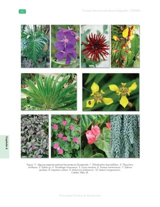 282
Diversidad florística de Guatemala
Consejo Nacional de Áreas Protegidas –CONAP–
Capítulo6
Figura 11. Algunas especies exóticas frecuentes en Guatemala. 1. Philodendron bipinatifidum. 2. Tibouchina
urvilleana. 3. Dahlia sp. 4. Thunbergia missorensis. 5. Cycas revoluta. 6. Trimeza martinicensis. 7. Zebrina
pendula. 8. Impatiens sultanii. 9. Anthurium andreanum. 10. Sedum morganianum.
Crédito: Véliz, M.
 