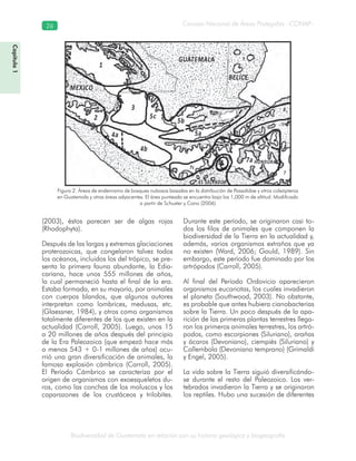 Biodiversidad de Guatemala en relación con su historia geológica y biogeografía
Consejo Nacional de Áreas Protegidas –CONAP–26
Capítulo1
Figura 2. Áreas de endemismo de bosques nubosos basadas en la distribución de Passalidae y otros coleópteros
en Guatemala y otras áreas adyacentes. El área punteada se encuentra bajo los 1,000 m de altitud. Modificado
a partir de Schuster y Cano (2006)
(2003), éstos parecen ser de algas rojas
(Rhodophyta).
Después de las largas y extremas glaciaciones
proterozoicas, que congelaron talvez todos
los océanos, incluidos los del trópico, se pre-
senta la primera fauna abundante, la Edia-
cariana, hace unos 555 millones de años,
la cual permaneció hasta el final de la era.
Estaba formada, en su mayoría, por animales
con cuerpos blandos, que algunos autores
interpretan como lombrices, medusas, etc.
(Glaessner, 1984), y otros como organismos
totalmente diferentes de los que existen en la
actualidad (Carroll, 2005). Luego, unos 15
a 20 millones de años después del principio
de la Era Paleozoica (que empezó hace más
o menos 543 + 0-1 millones de años) ocu-
rrió una gran diversificación de animales, la
famosa explosión cámbrica (Carroll, 2005).
El Período Cámbrico se caracteriza por el
origen de organismos con exoesqueletos du-
ros, como las conchas de los moluscos y los
caparazones de los crustáceos y trilobites.
Durante este período, se originaron casi to-
dos los filos de animales que componen la
biodiversidad de la Tierra en la actualidad y,
además, varios organismos extraños que ya
no existen (Ward, 2006; Gould, 1989). Sin
embargo, este período fue dominado por los
artrópodos (Carroll, 2005).
Al final del Período Ordovicio aparecieron
organismos eucariotas, los cuales invadieron
el planeta (Southwood, 2003). No obstante,
es probable que antes hubiera cianobacterias
sobre la Tierra. Un poco después de la apa-
rición de las primeras plantas terrestres llega-
ron los primeros animales terrestres, los artró-
podos, como escorpiones (Siluriano), arañas
y ácaros (Devoniano), ciempiés (Siluriano) y
Collembola (Devoniano temprano) (Grimaldi
y Engel, 2005).
La vida sobre la Tierra siguió diversificándo-
se durante el resto del Paleozoico. Los ver-
tebrados invadieron la Tierra y se originaron
los reptiles. Hubo una sucesión de diferentes
 