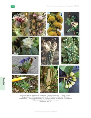 288
Diversidad florística de Guatemala
Consejo Nacional de Áreas Protegidas –CONAP–
Capítulo6
Figura 17. Especies endémicas de Guatemala. 1. Cirsium nigrescens. 2. Cirsium sckutchii.
3. Agave hurterii. 4. Lonicera guatemalensis. 5. Myrtillocactus eichlamii. 6. Gentiana
guatemalensis. 7. Pachycereus lepidanthus. 8. Juniperus standleyi. 9. Peperomia cuchumitanica.
10. Zamia tuerckheimii. 11. Vaccinium minarum.
Fotografías: Véliz, M.
 