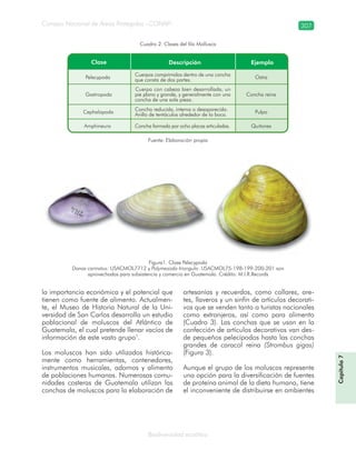Consejo Nacional de Áreas Protegidas –CONAP– 307
Biodiversidad acuática
Figura1. Clase Pelecypoda
Donax carinatus: USACMOL7712 y Polymesoda triangula: USACMOL75-198-199-200-201 son
aprovechadas para subsistencia y comercio en Guatemala. Crédito: M.I.R.Records
la importancia económica y el potencial que
tienen como fuente de alimento. Actualmen-
te, el Museo de Historia Natural de la Uni-
versidad de San Carlos desarrolla un estudio
poblacional de moluscos del Atlántico de
Guatemala, el cual pretende llenar vacíos de
información de este vasto grupo1
.
Los moluscos han sido utilizados histórica-
mente como herramientas, contenedores,
instrumentos musicales, adornos y alimento
de poblaciones humanas. Numerosas comu-
nidades costeras de Guatemala utilizan las
conchas de moluscos para la elaboración de
artesanías y recuerdos, como collares, are-
tes, llaveros y un sinfín de artículos decorati-
vos que se venden tanto a turistas nacionales
como extranjeros, así como para alimento
(Cuadro 3). Las conchas que se usan en la
confección de artículos decorativos van des-
de pequeños pelecípodos hasta las conchas
grandes de caracol reina (Strombus gigas)
(Figura 3).
Aunque el grupo de los moluscos represente
una opción para la diversificación de fuentes
de proteína animal de la dieta humana, tiene
el inconveniente de distribuirse en ambientes
Cuadro 2. Clases del filo Mollusca
Fuente: Elaboración propia
Capítulo7
 