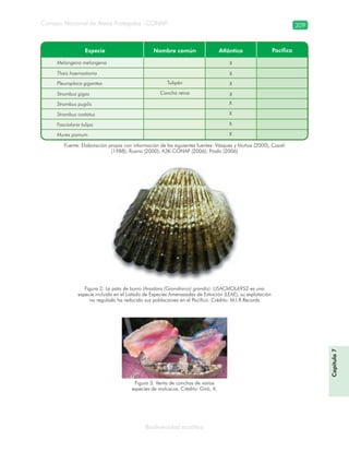 Consejo Nacional de Áreas Protegidas –CONAP– 309
Biodiversidad acuática
Fuente: Elaboración propia con información de las siguientes fuentes: Vásquez y Muñoz (2000); Cazali
(1988); Ruano (2000); A3K-CONAP (2006); Prado (2006)
Figura 2. La pata de burro (Anadara (Grandiarca) grandis): USACMOL6952 es una
especie incluida en el Listado de Especies Amenazadas de Extinción (LEAE), su explotación
no regulada ha reducido sus poblaciones en el Pacífico. Crédito: M.I.R.Records
Figura 3. Venta de conchas de varias
especies de moluscos. Crédito: Giró, A.
Capítulo7
 
