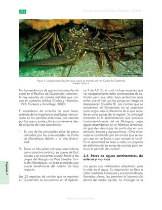 Consejo Nacional de Áreas Protegidas –CONAP–314
Biodiversidad acuática
No hay evidencias de que existan arrecifes de
coral en el Pacífico de Guatemala, solamen-
te hay reportes de corales aislados que cre-
cen en sustratos sólidos (Cortés y Hatziolos,
1998; Fonseca y Arrivillaga, 2003).
El ecosistema de arrecifes de coral tiene,
además de la importancia ecológica mencio-
nada en los párrafos anteriores, dos razones
por las que su protección es conveniente des-
de el punto de vista económico:
Es uno de los principales sitios de pesca1.
utilizados por las comunidades de Punta
de Manabique debido a su alta diversi-
dad.
Tiene un alto potencial para desarrollarse2.
como atractivo turístico, ya que es de fácil
acceso y se encuentra situado frente a las
playas del Refugio de Vida Silvestre Pun-
ta de Manabique, un área protegida que
puede beneficiarse del turismo de bajo
impacto.
Las 35 especies de corales que se reportan
en Guatemala se encuentran en el Apéndi-
ce II de CITES, el cual incluye especies que
no necesariamente están amenazadas de ex-
tinción pero que están bajo protección para
evitar que el mal uso las ponga en riesgo de
desaparecer (Cuadro 8). Los corales que se
encuentran en Guatemala no se cosechan
para ningún uso (a diferencia de lo que suce-
de en otros países de la región). Su principal
amenaza es la sedimentación que proviene
fundamentalmente del río Motagua, cuyas
aguas desembocan en el Atlántico arrastran-
do grandes descargas de partículas en sus-
pensión, basura y agroquímicos. Otra ame-
naza es constituida por las anclas que se de-
jan caer en los bajos y que rompen el coral.
En la actualidad se lleva a cabo un proyecto
de delimitación de zonas de anclaje para re-
ducir la pérdida de corales3
.
3.4. Peces de aguas continentales, de
esteros y marinos
Los peces son vertebrados adaptados para
la vida en el agua. Su respiración se lleva a
cabo mediante branquias y sus extremidades,
llamadas aletas, les permiten la locomoción
dentro del medio líquido. La ictiología es la
Figura 4. Langosta espinuda (Panulirus argus) en arrecifes del mar Caribe de Guatemala
Crédito: Giró, A.
Capítulo7
 