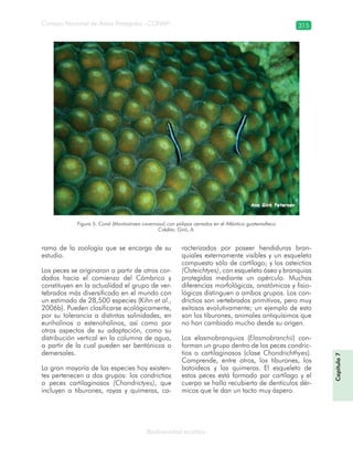 Consejo Nacional de Áreas Protegidas –CONAP– 315
Biodiversidad acuática
rama de la zoología que se encarga de su
estudio.
Los peces se originaron a partir de otros cor-
dados hacia el comienzo del Cámbrico y
constituyen en la actualidad el grupo de ver-
tebrados más diversificado en el mundo con
un estimado de 28,500 especies (Kihn et al.,
2006b). Pueden clasificarse ecológicamente,
por su tolerancia a distintas salinidades, en
eurihalinos o estenohalinos, así como por
otros aspectos de su adaptación, como su
distribución vertical en la columna de agua,
a partir de la cual pueden ser bentónicos o
demersales.
La gran mayoría de las especies hoy existen-
tes pertenecen a dos grupos: los condrictios
o peces cartilaginosos (Chondrictyes), que
incluyen a tiburones, rayas y quimeras, ca-
racterizados por poseer hendiduras bran-
quiales externamente visibles y un esqueleto
compuesto sólo de cartílago; y los osteictios
(Osteichtyes), con esqueleto óseo y branquias
protegidas mediante un opérculo. Muchas
diferencias morfológicas, anatómicas y fisio-
lógicas distinguen a ambos grupos. Los con-
drictios son vertebrados primitivos, pero muy
exitosos evolutivamente; un ejemplo de esto
son los tiburones, animales antiquísimos que
no han cambiado mucho desde su origen.
Los elasmobranquios (Elasmobranchii) con-
forman un grupo dentro de los peces condric-
tios o cartilaginosos (clase Chondrichthyes).
Comprende, entre otros, los tiburones, los
batoideos y las quimeras. El esqueleto de
estos peces está formado por cartílago y el
cuerpo se halla recubierto de dentículos dér-
micos que le dan un tacto muy áspero.
Figura 5. Coral (Montastraea cavernosa) con pólipos cerrados en el Atlántico guatemalteco
Crédito: Giró, A.
Capítulo7
 