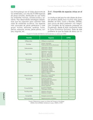 Consejo Nacional de Áreas Protegidas –CONAP–316
Biodiversidad acuática
Los Actinopterygii son el clado dominante de
los vertebrados, con más de 27,000 especies
de peces actuales, distribuidas en casi todos
los ambientes marinos, dulceacuícolas y sa-
lobres. Han desarrollado estrategias adapta-
tivas que los capacitan para colonizar toda
clase de ambientes acuáticos. Las especies
más conocidas de peces pertenecen a este
grupo: truchas, salmones, sardinas, lucios,
percas, arenques, atunes, peces planos, car-
pas, anguilas, etc.
3.4.1. Ensamble de especies ícticas en el
país
La ictiofauna del país ha sido objeto de diver-
sos estudios desde hace muchos años (para
detalles ver Kihn, Cano y Morales, 2006b),
pero pocos de éstos presentan una integra-
ción completa de las especies presentes en
Guatemala, desde el área continental hasta
la Zona Económica Exclusiva. Parte de este
problema es que las bases de datos con in-
Cuadro 8. Corales del Atlántico de Guatemala y su estatus en CITES
Fuente: Elaboración propia con datos de Fonseca y Arrivillaga
(2003); Giró (2006b); Gutiérrez en prep. (2007); CITES
Capítulo7
 